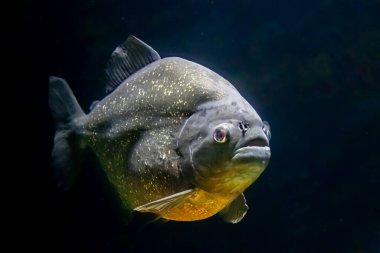 Yemek arayan bir pirana.