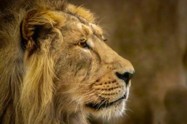 Bir erkek aslan portresi