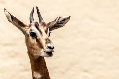 Bir ceylanın portresi