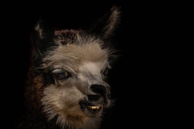 Genç bir alpaka portresi