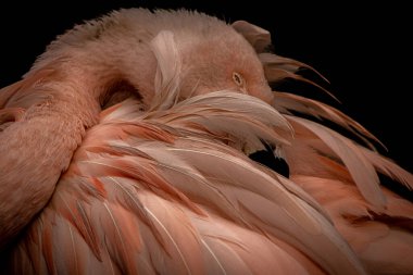 Bir flamingo portresi