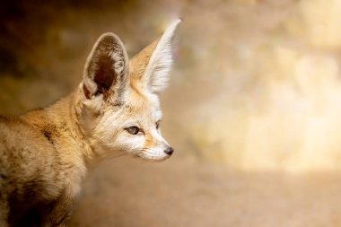 Bir fenik tilkinin portresi