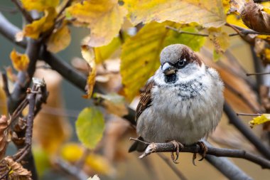 tatlı bir serçenin