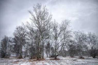 Karla kaplı bir tarlada ağaçlar