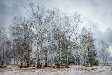 Karla kaplı bir tarlada ağaçlar