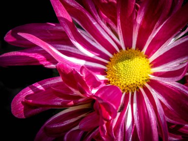 parlak kırmızı bir bahar çiçeğinin makrosu