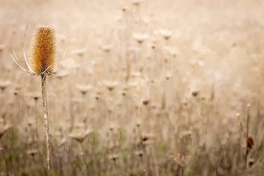 Baharda kurumuş kahverengi devedikeni tarlası.