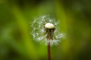 Rüzgarda savrulan bir karahindibada sallanan tohumlar.