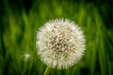 Rüzgarda savrulan bir karahindibada sallanan tohumlar.