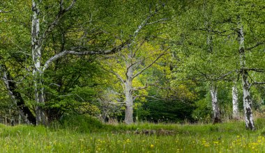 Yeşil bir çayırda yetişen huş ağaçları ve bir kayın ağacı.