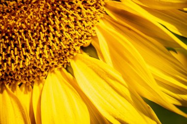 Ayçiçeği taç yapraklarının yakın çekimi