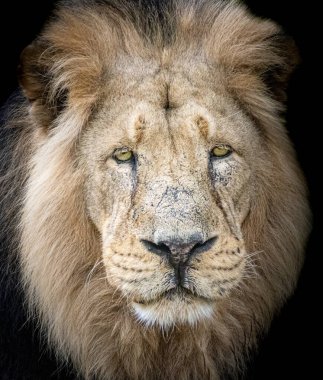 Beyaz yüzlü saki maymunu yakından çek.