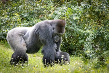 Kocaman gümüş sırtlı bir goril tarlada yürüyor.