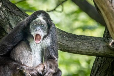 Ağaçta oturan bir örümcek maymunun portresi