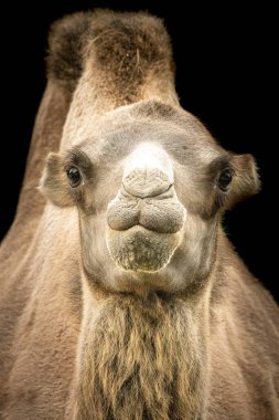 İki hörgüçlü devenin portresi