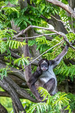 Ağaçta oturan bir örümcek maymun.