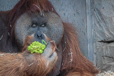 Beyaz yüzlü saki maymunu yakından çek.