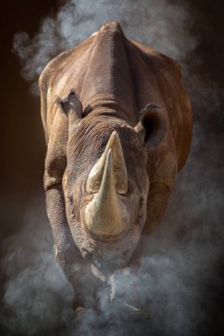 Beyaz yüzlü saki maymunu yakından çek.