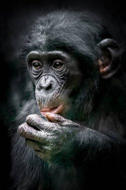 Elini kaldıran genç bir maymunun yakın çekimi.