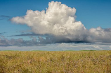 Otlakların arka planı, uzun otlar, mavi gökyüzü ve beyaz Clou