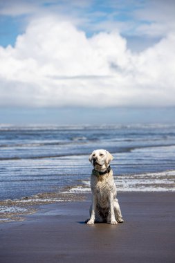 Islak labrador köpeği yüzdükten sonra sahilde oturuyor.