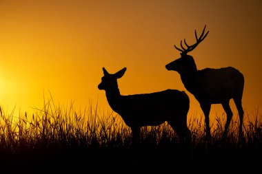 Altın Saat Günbatımında Görkemli Geyik Silueti