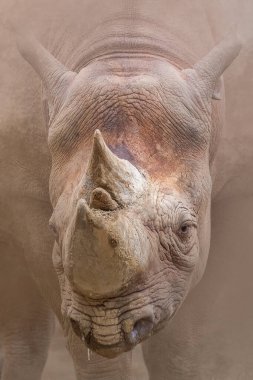 Siyah gergedan nesli tükenmekte olan son derece yakın plan portresi.