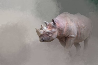 Siyah gergedan kalın kahverengi toz bulutu sisinin içinde yürür. 