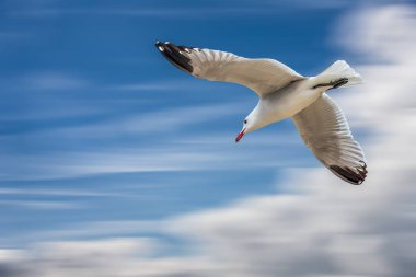 Martı açık mavi gökyüzünde beyaz bulutlarla uçuyor ve kopyalanıyor.