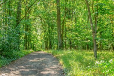 Parlak yeşil yaz ormanı boyunca gün ışığıyla kirli patika.