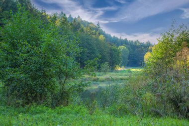 Parlak gölün altındaki yemyeşil orman.