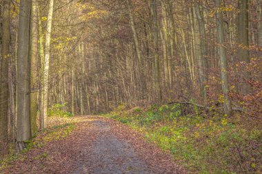 Alman ormanının içinden geçen bir köy yolu.