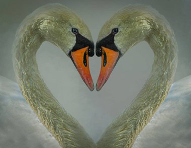 Dilsiz Kuğu Çifti Kalp Şeklini Sanatsal Ayna Görüntüsünü Kapat
