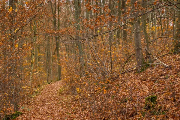 Sonbahar Ormanı Yolu Orange Brown Leaves on Overc ile kaplı