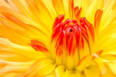 Canlı Sarı ve Turuncu Dahlia Çiçeği Makro Yakın Çekim Sunar