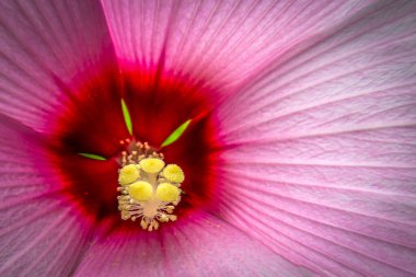 Botanik Temsilcisi Pembe Hibiscus Çiçek Merkezi 'nin Macro Ayrıntıları