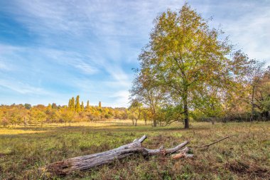 Sonbahar çayır tarlasında düşen ağaç kütüğü mavi gökyüzünün altında naklediliyor.