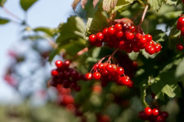 Kırmızı Rowan yeşil yaprakları