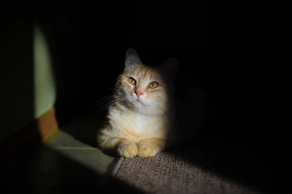 Işık sarı gözlü kedi.