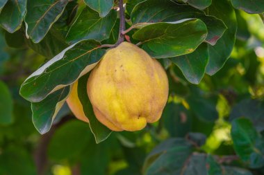 Quince is ready for harvesting. clipart