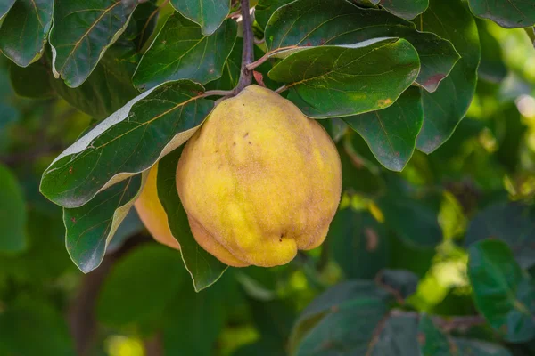 La mela cotogna è pronta per la raccolta . — Foto Stock