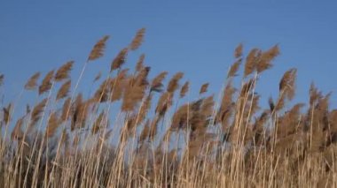 Reed açık mavi gökyüzü altında sallanan.