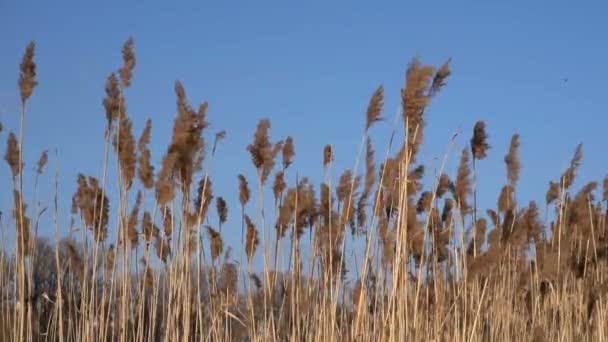 Rüzgarda sallanan reed. — Stok video