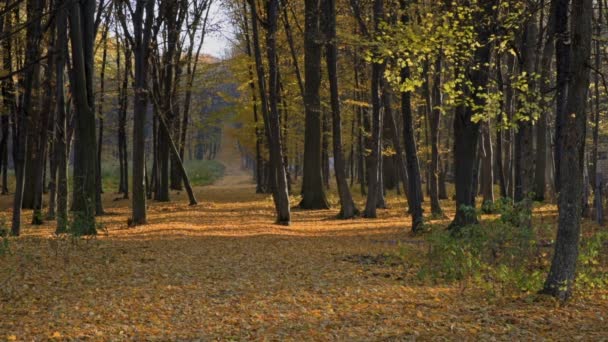 Feuilles jaunes tombantes . — Video