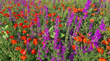 Kırmızı gelincikler ve mor Delphiniumlar yazın yol boyunca güzel çiçek açarlar..