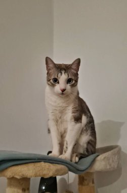 Genç kedi yavrusu odanın köşesinde özel bir yapıda oturuyor..