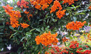 Olgun kırmızı yaban mersini sonbahar günlerinde ağaçları süslüyor..