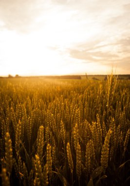 kırpma alanı gün batımında