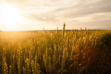 kırpma alanı gün batımında