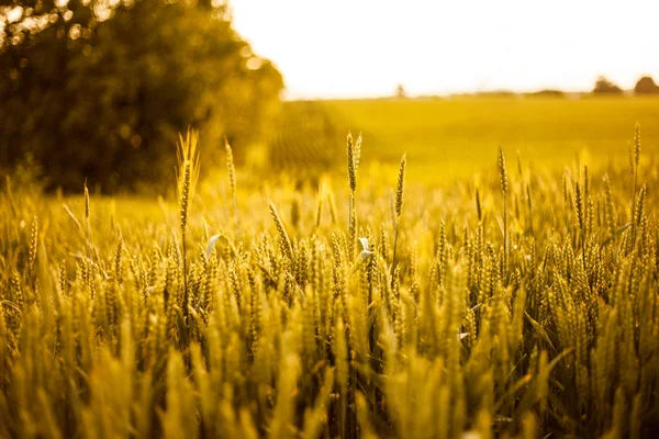 Getreidefeld bei Sonnenuntergang — Stockfoto